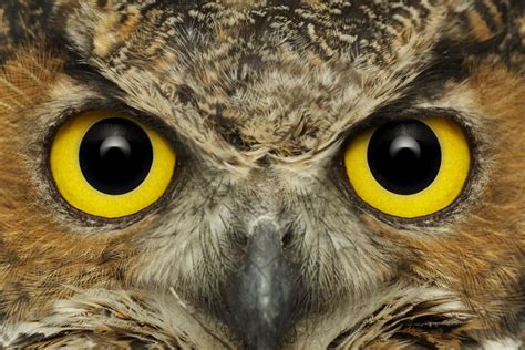 Owl Eyes Parimatch