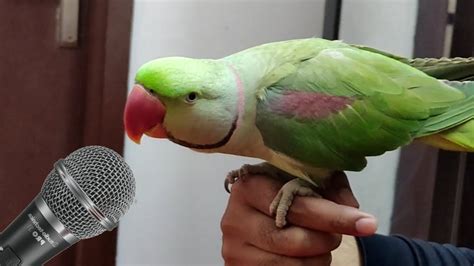 Papagaio Cantando Poker Face