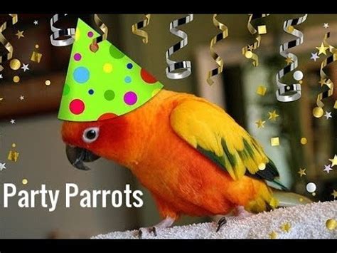 Party Parrot Betsson
