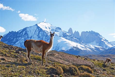 Patagonia Wild Netbet