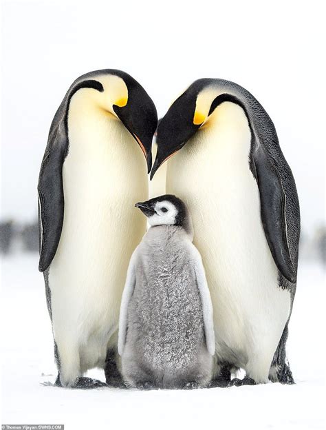Penguin Family Brabet