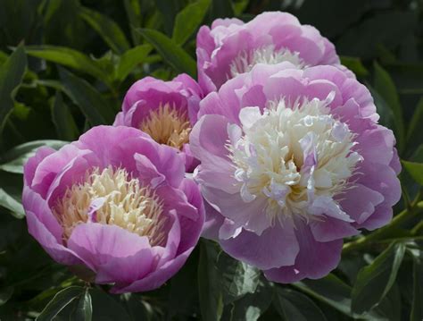 Peony Beauty Betsul