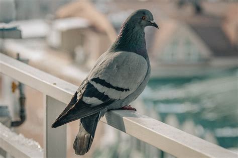 Pigeons From Space Betano