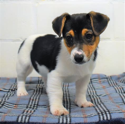 Preto E Tan Jack Russel Filhotes Te Koop