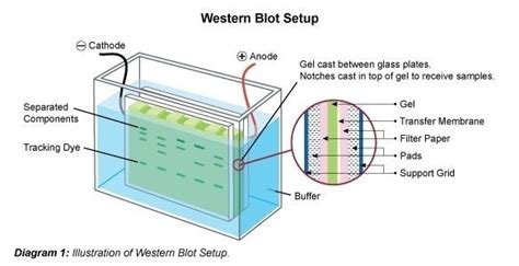 Proteina Slot Blot Protocolo