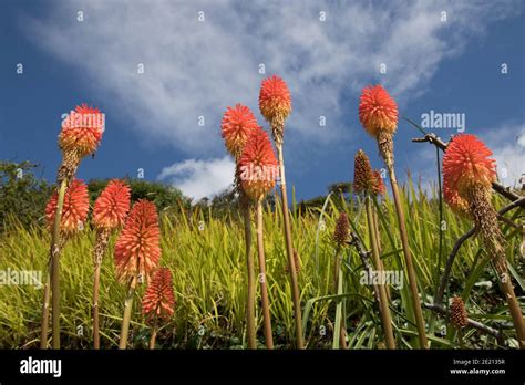 Quando A Planta Red Hot Poquer Reino Unido