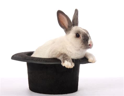 Rabbit In The Hat Parimatch