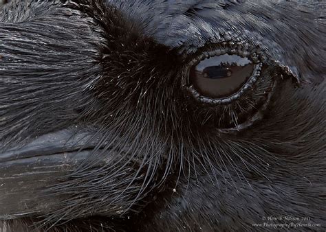 Ravens Eye Brabet