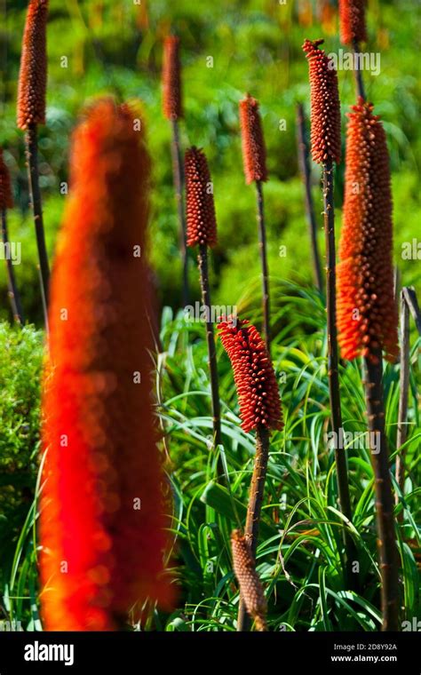 Red Hot Poker Etiopia