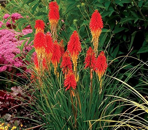 Red Hot Poker Mortes