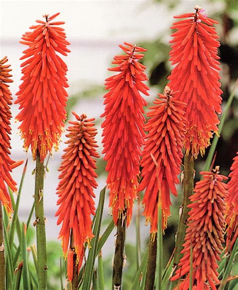 Red Hot Poker Nancy