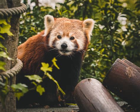 Red Panda Paradise Betsul