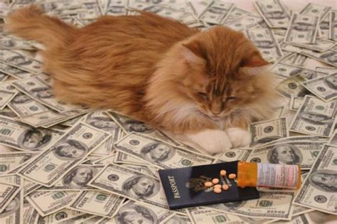 Rich Kittens Bodog