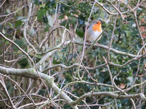 Robin In The Woods Betano