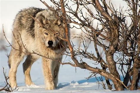 Russian Wolf Betsson