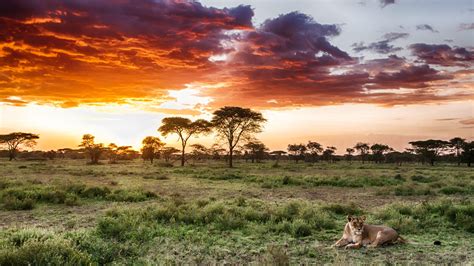 Serengeti Netbet