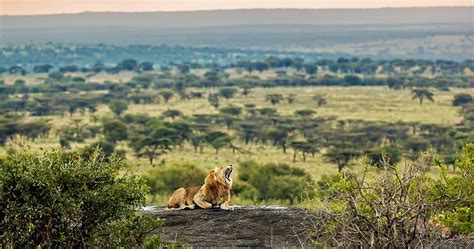 Serengeti Wilds Blaze