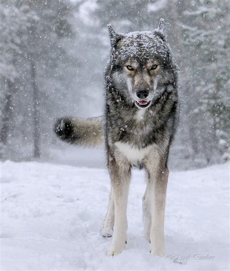 Siberian Wolf Bwin