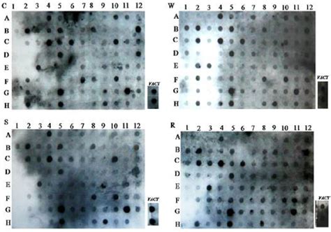 Slot Blot Hybridization