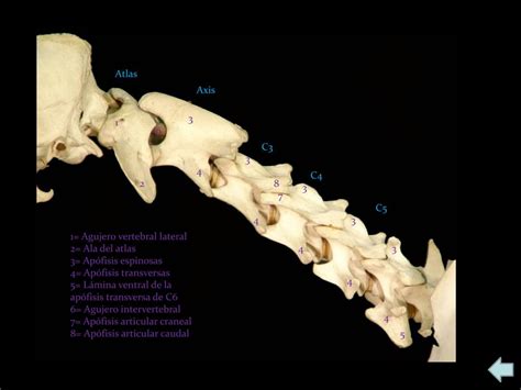 Slot Cervical Ventral Perros