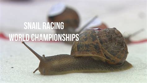 Snail Race Betsson