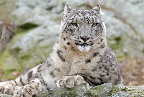 Snow Leopard Betfair