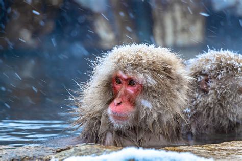 Snow Monkeys Bwin