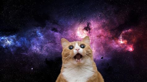 Space Cat Bodog