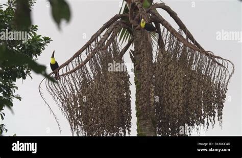 Tall Toucan Tree Betsul