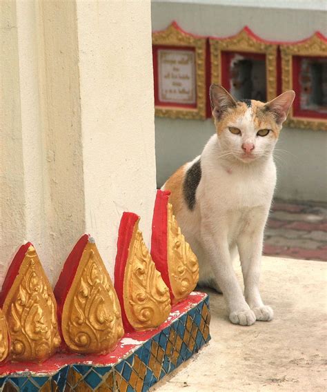 Temple Cats Betsul