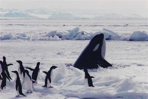 The Orca The Iceberg And The Penguin Betano