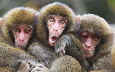 Three Monkeys Parimatch