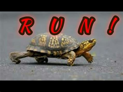 Turtle Run Betsson