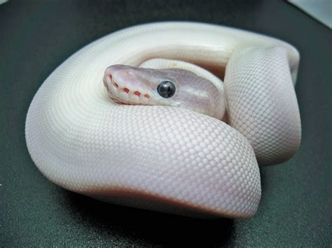 White Python Bwin
