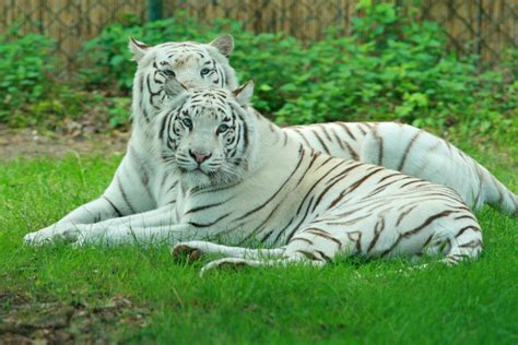 White Tiger Bwin