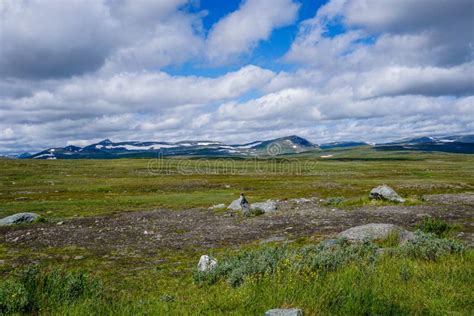 Wild Tundra Bodog