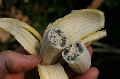 Wild Wild Bananas Brabet