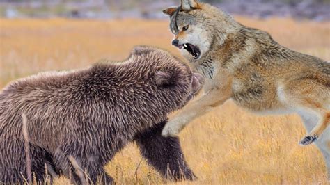 Wolf Bear Brabet
