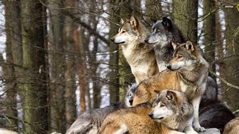 Wolf Pack Novibet